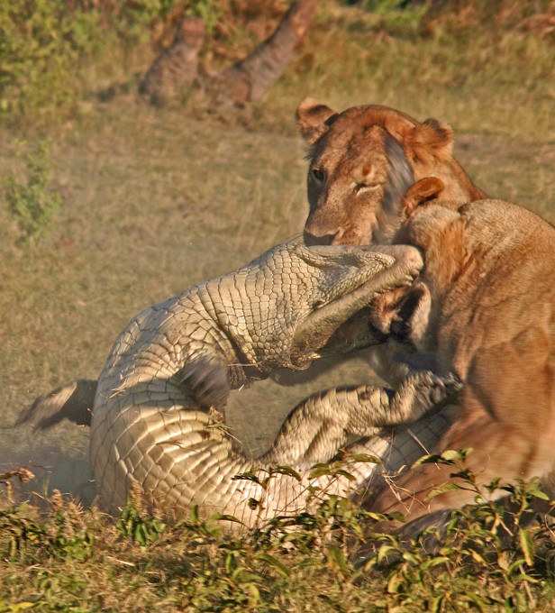 Ca sau khong lo vung vay trong ham su tu doi-Hinh-6